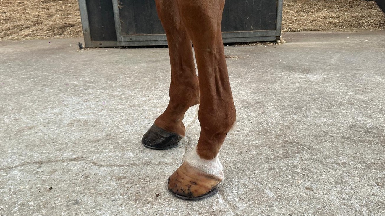 horse